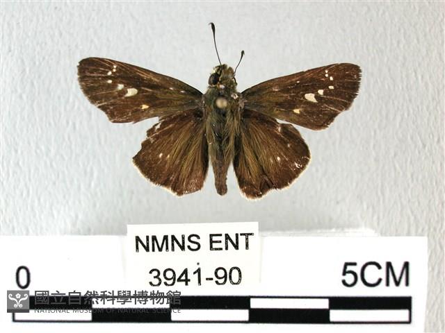 禾弄蝶藏品圖，第1張