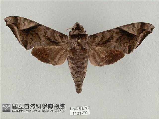 全緣缺角天蛾藏品圖，第1張