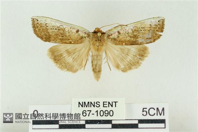臺洒波紋蛾藏品圖，第1張