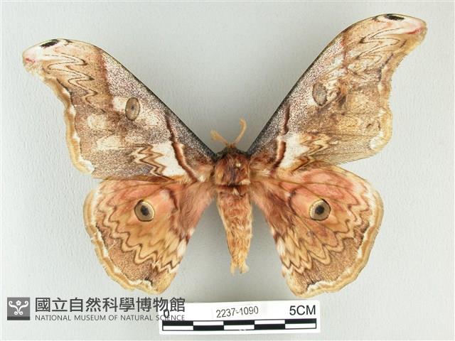 大綠目天蠶蛾藏品圖，第1張