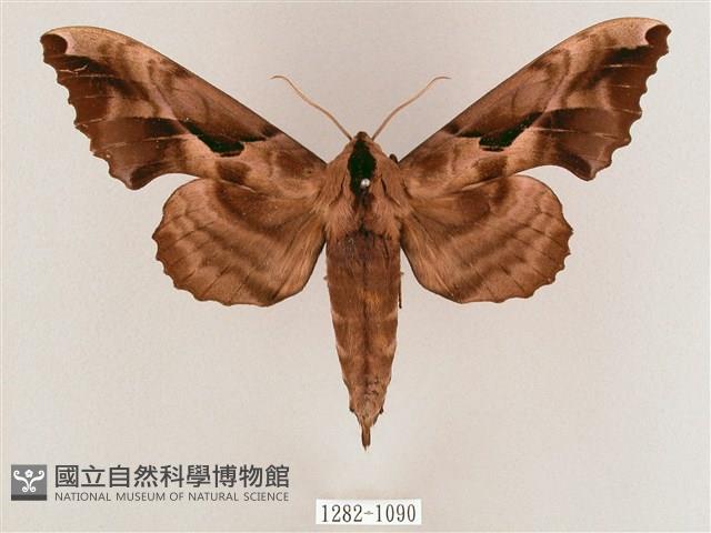 盾天蛾藏品圖，第1張