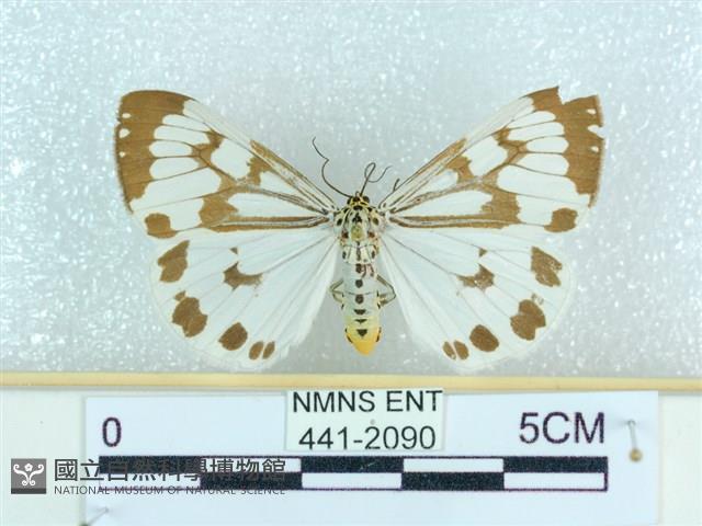 粉蝶燈蛾藏品圖，第1張