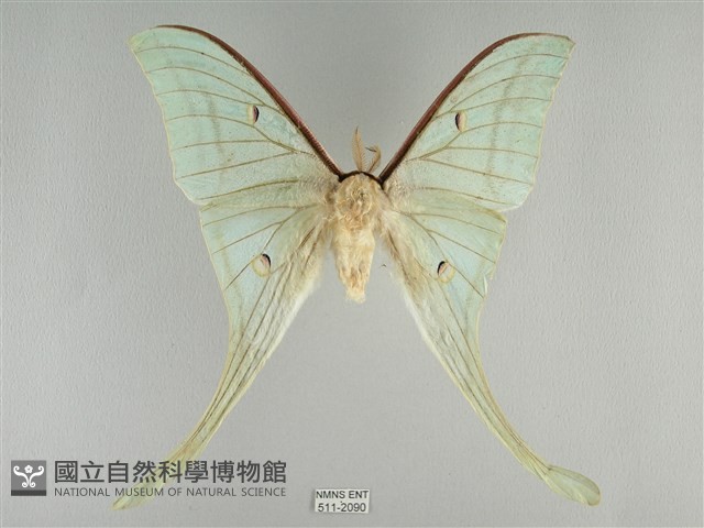 長尾水青蛾藏品圖，第1張