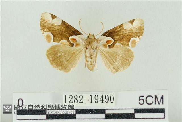 大斑波紋蛾藏品圖，第1張