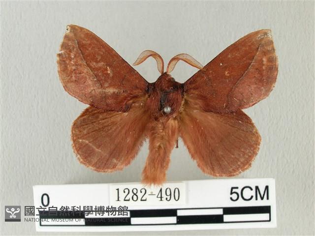 棕斜帶枯葉蛾藏品圖，第1張