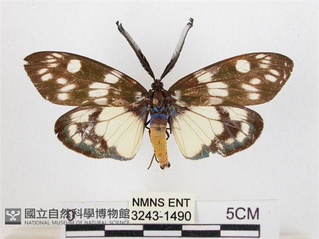 蓬萊茶斑蛾藏品圖，第1張