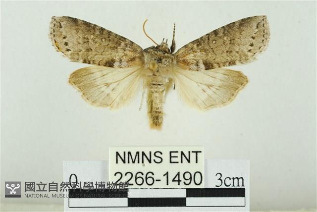 臺圓波紋蛾藏品圖，第1張