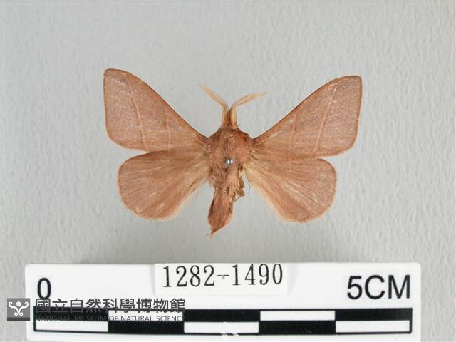 薄翅枯葉蛾藏品圖，第1張