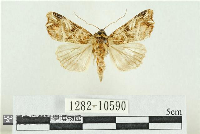 紅暈散紋夜蛾藏品圖，第1張