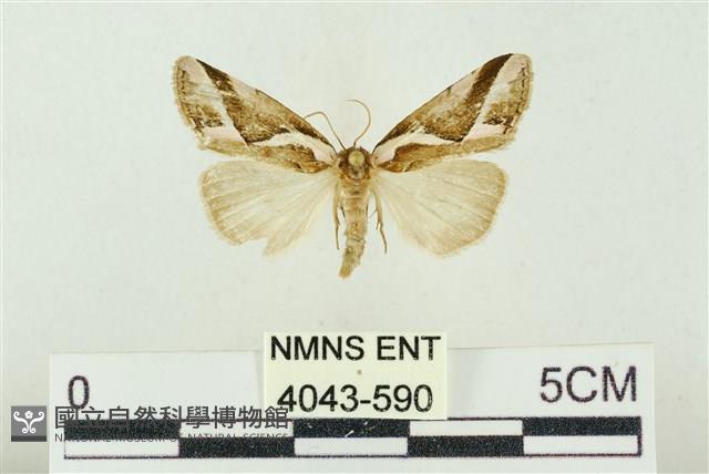 素木氏美波紋蛾藏品圖，第1張