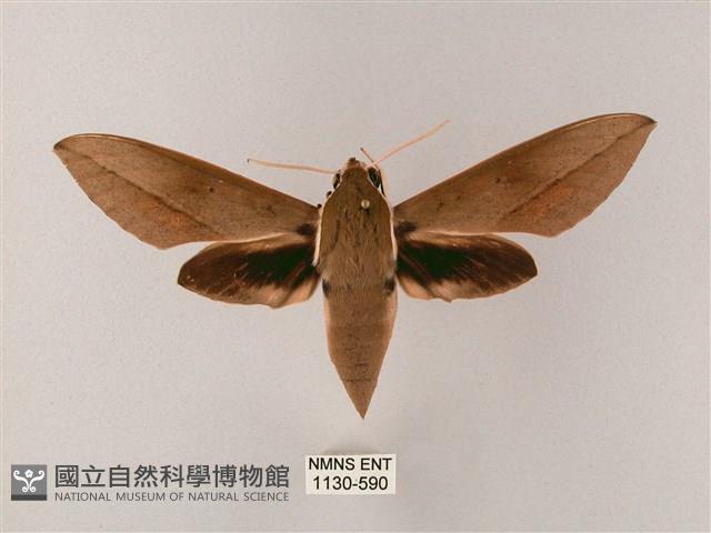 藏斜紋天蛾藏品圖，第1張