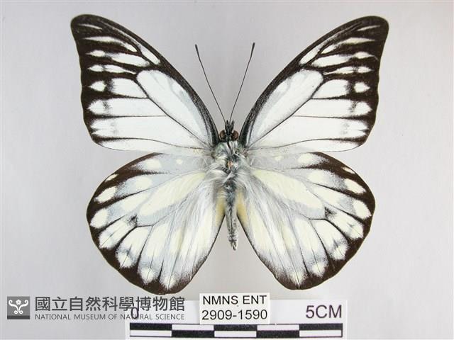 鋸粉蝶藏品圖，第1張