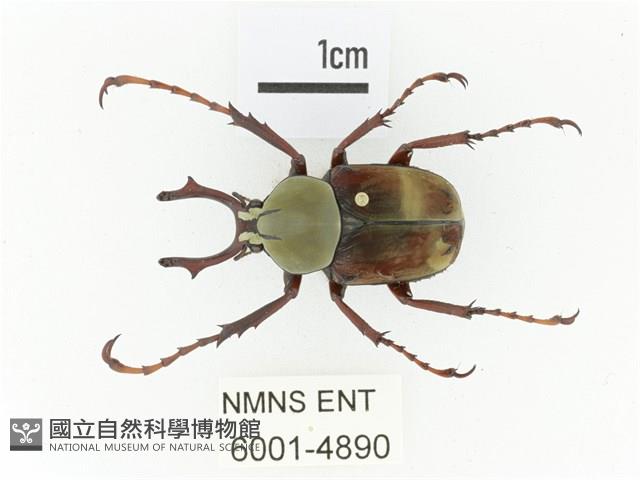 臺灣角金龜藏品圖，第1張