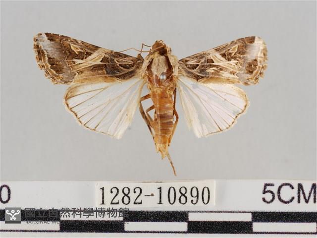 斜紋夜盜蛾藏品圖，第1張