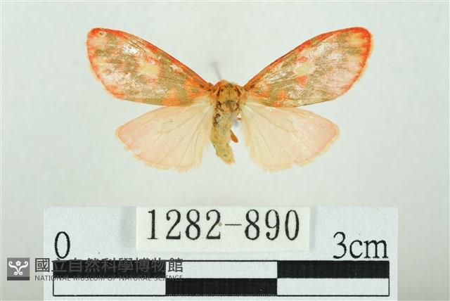 三色豔苔蛾藏品圖，第1張