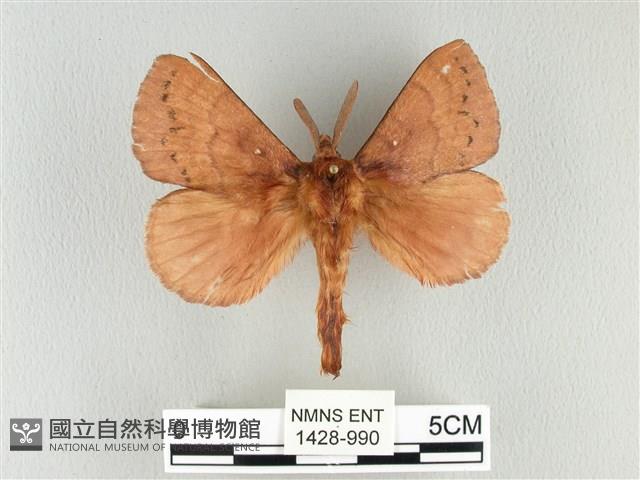 波紋枯葉蛾藏品圖，第1張