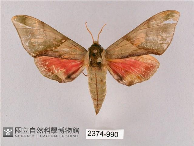 榆綠天蛾藏品圖，第1張