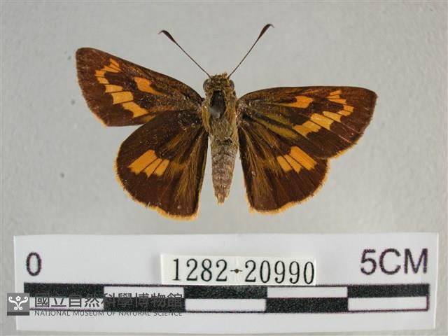 竹橙斑弄蝶藏品圖，第1張