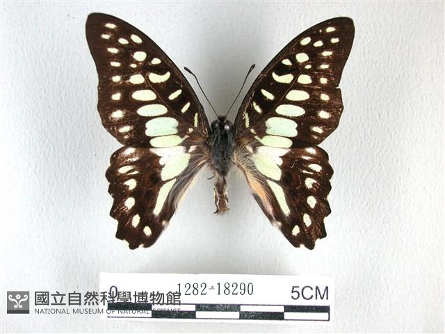 木蘭青鳳蝶藏品圖，第1張