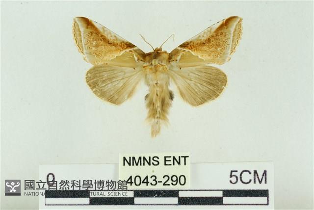 印華波紋蛾藏品圖，第1張