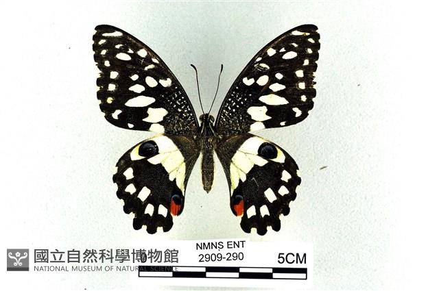 花鳳蝶、無尾鳳蝶藏品圖，第1張