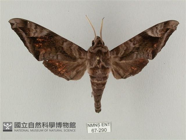 全緣缺角天蛾藏品圖，第1張