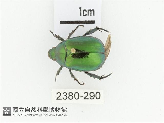 艷金龜藏品圖，第1張