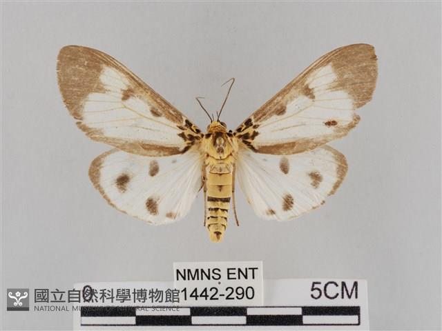 長斑擬燈蛾藏品圖，第1張