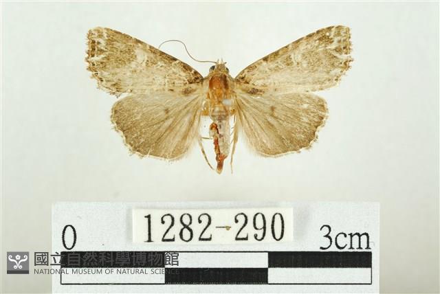 白斑散紋夜蛾藏品圖，第1張