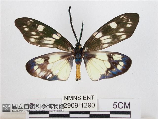 蓬萊茶斑蛾藏品圖，第1張