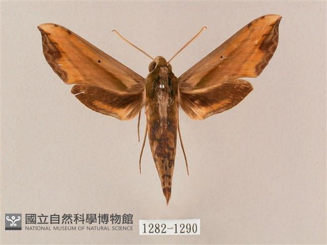 斜綠天蛾藏品圖，第1張