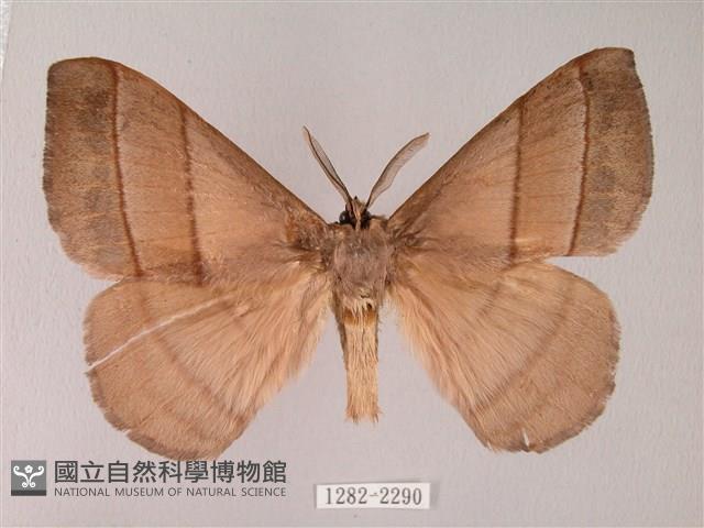 黑胸帶蛾藏品圖，第1張