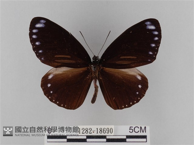 雙標紫斑蝶藏品圖，第1張
