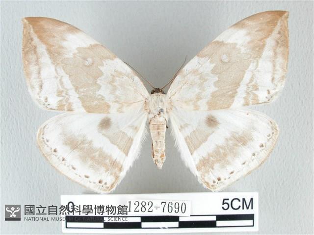 圓翅大鉤蛾藏品圖，第1張