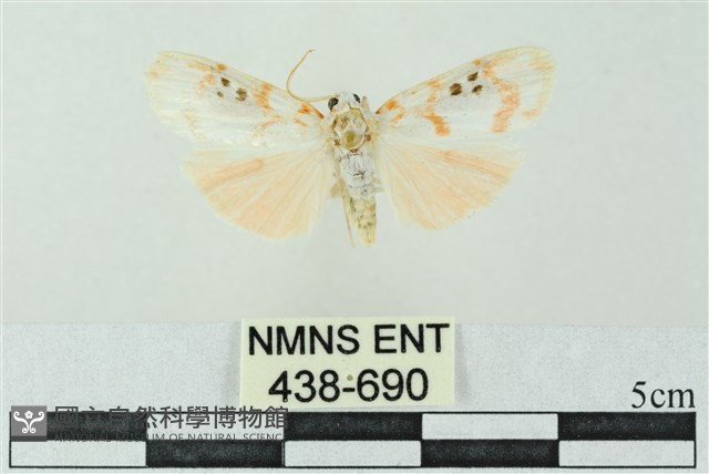 臺雪苔蛾藏品圖，第1張