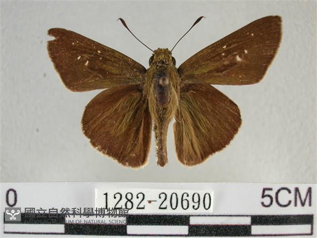 尖翅褐弄蝶藏品圖，第1張