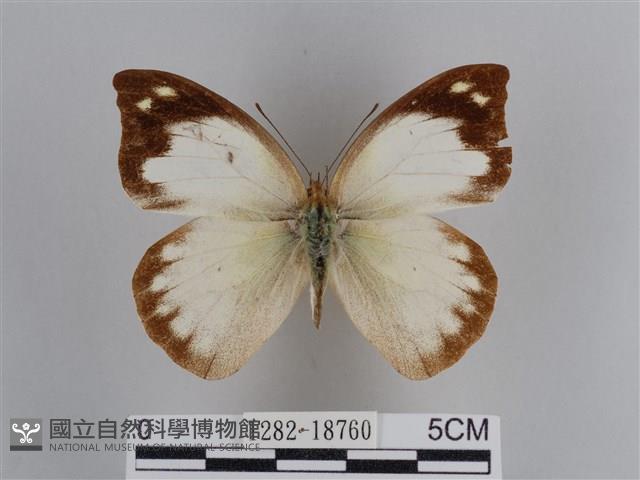 雲紋尖粉蝶藏品圖，第1張