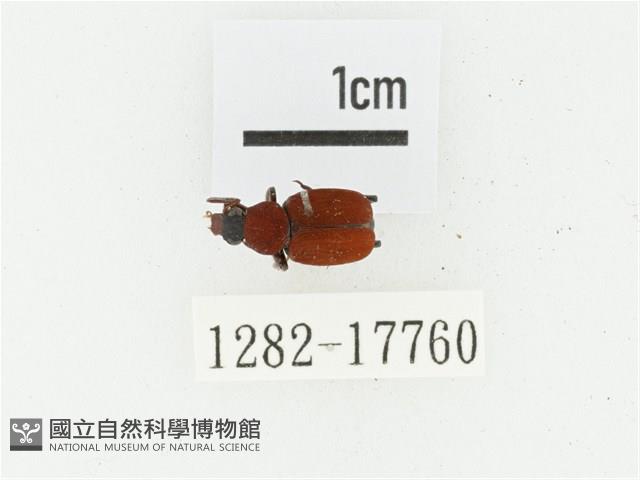 血紅虎斑花金龜藏品圖，第1張