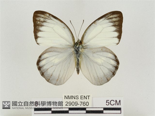 淡褐脈粉蝶藏品圖，第1張