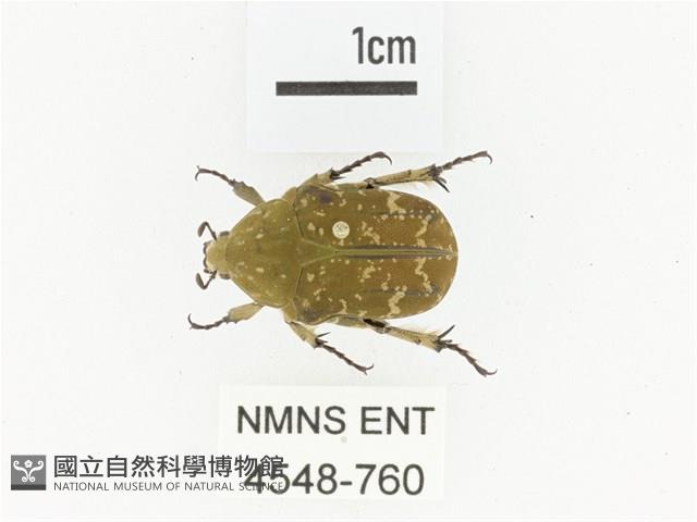 銅點花金龜藏品圖，第1張