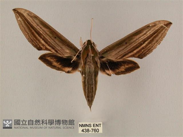 棕綠背線天蛾藏品圖，第1張