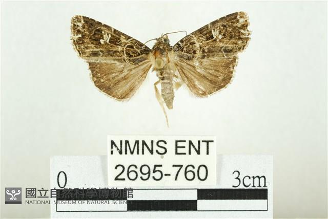 白斑散紋夜蛾藏品圖，第1張