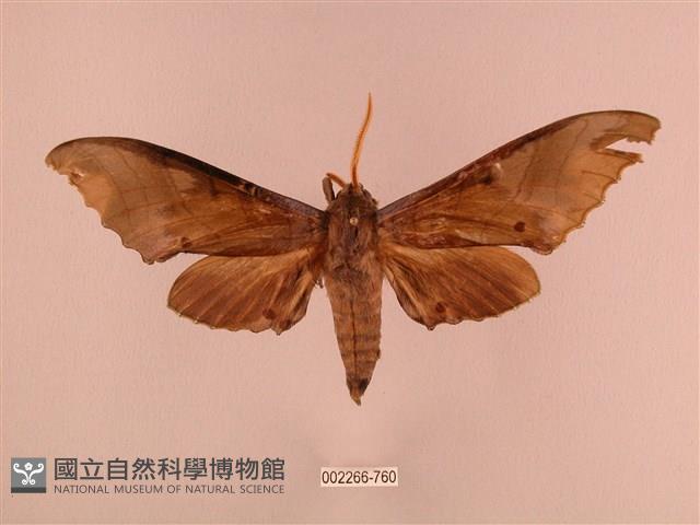 栗六點天蛾藏品圖，第1張