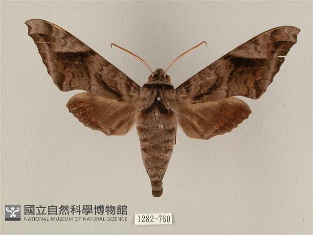 全緣缺角天蛾藏品圖，第1張