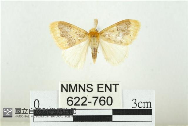 寬紋黃毒蛾藏品圖，第1張
