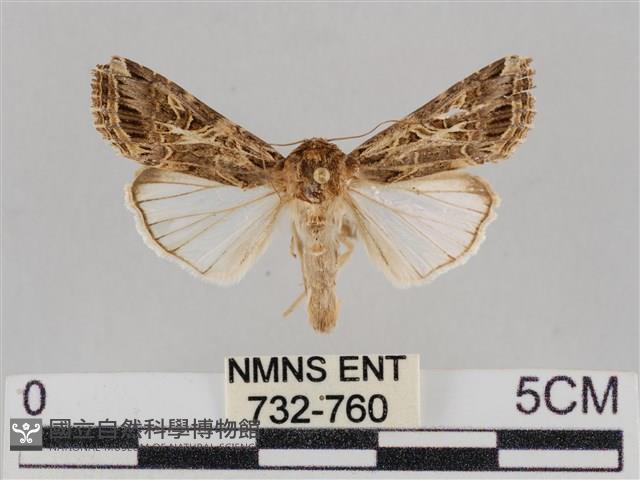 印度康夜蛾藏品圖，第1張