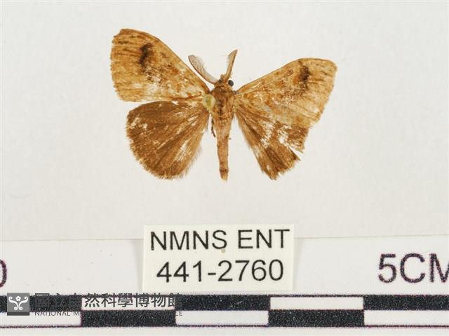 小白紋毒蛾藏品圖，第1張