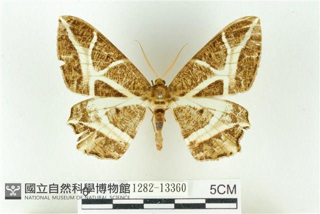 樹形尺蛾藏品圖，第1張