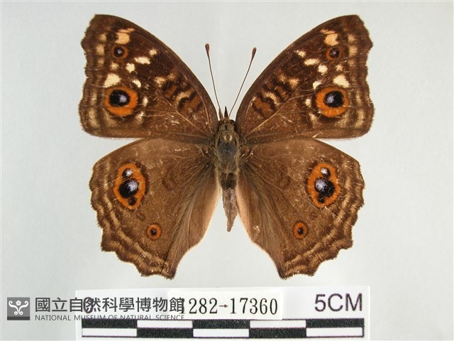 鱗紋眼蛺蝶藏品圖，第1張