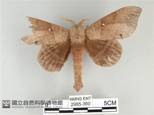 松大毛蟲藏品圖，第1張